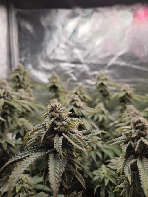 Grounded Genetics im Sumpf. Week 16 - Strawberry Gummies