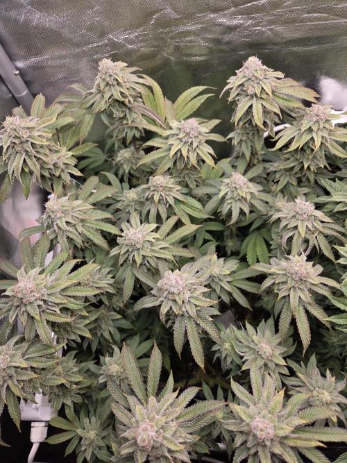 Grounded Genetics im Sumpf. Week 16 - Strawberry Gummies