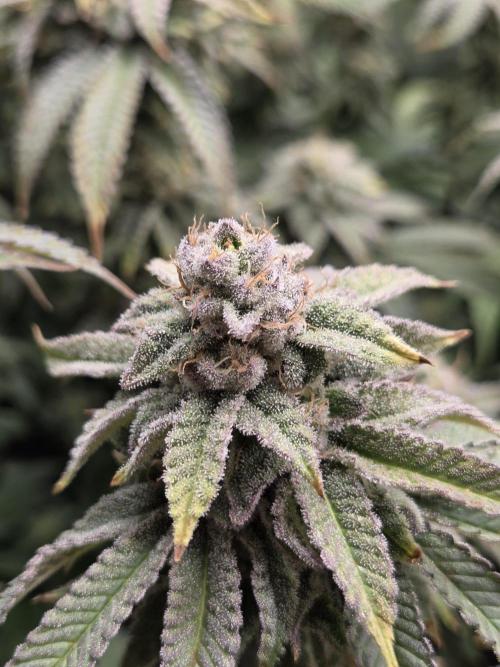 Grounded Genetics im Sumpf. Week 16 - Strawberry Gummies