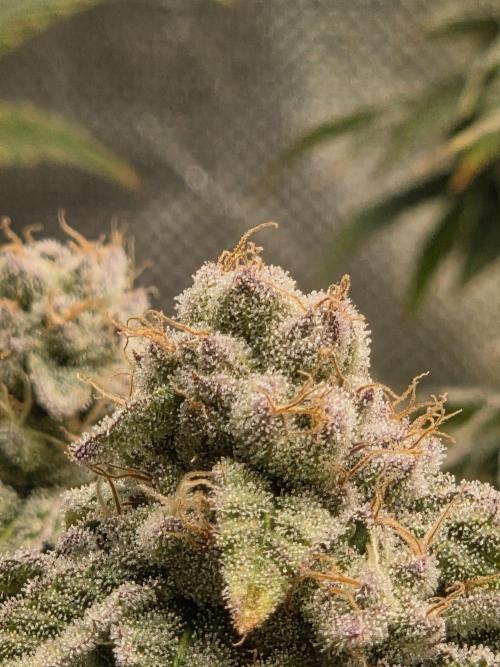 Grounded Genetics im Sumpf. Week 16 - Strawberry Gummies