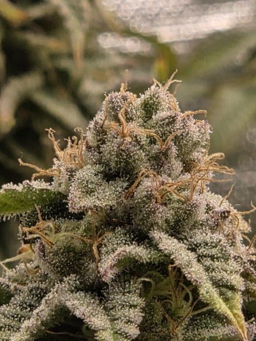 Grounded Genetics im Sumpf. Week 16 - Strawberry Gummies