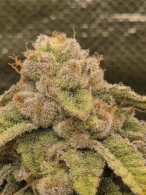 Grounded Genetics im Sumpf. Week 16 - Strawberry Gummies