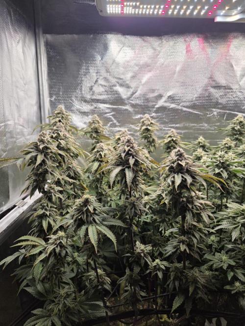 Grounded Genetics im Sumpf. Week 17 - Strawberry Gummies