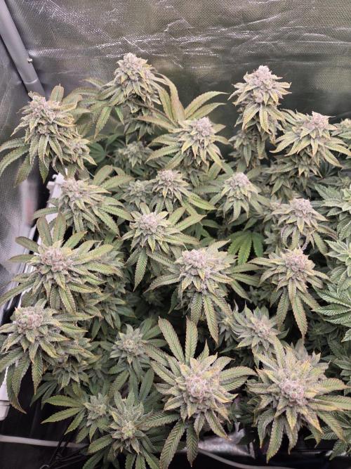 Grounded Genetics im Sumpf. Week 17 - Strawberry Gummies