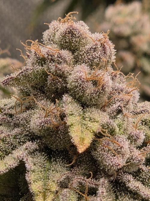 Grounded Genetics im Sumpf. Week 17 - Strawberry Gummies