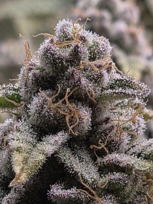 Grounded Genetics im Sumpf. Week 17 - Strawberry Gummies