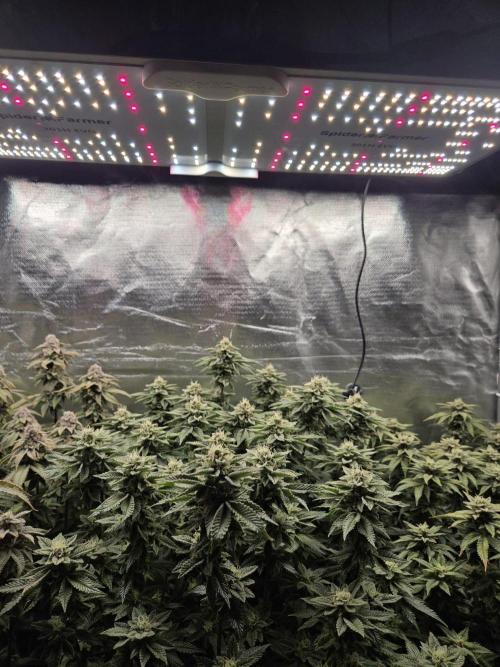 Grounded Genetics im Sumpf. Week 17 - Sour Blucci
