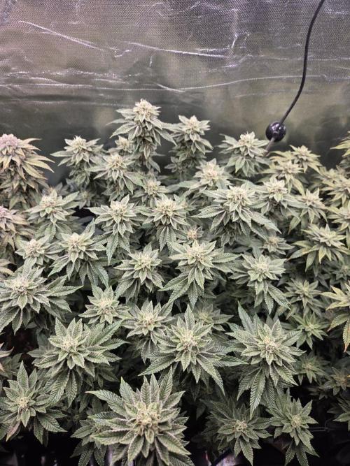 Grounded Genetics im Sumpf. Week 17 - Sour Blucci