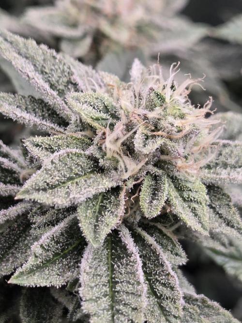 Grounded Genetics im Sumpf. Week 17 - Sour Blucci
