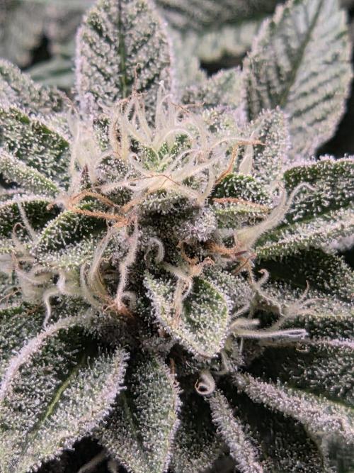 Grounded Genetics im Sumpf. Week 17 - Sour Blucci