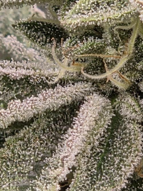 Grounded Genetics im Sumpf. Week 17 - Sour Blucci
