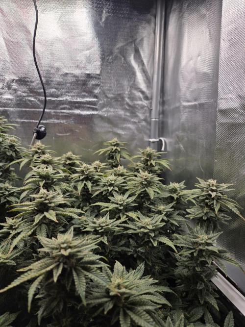Grounded Genetics im Sumpf. Week 17 - Pink Chai 