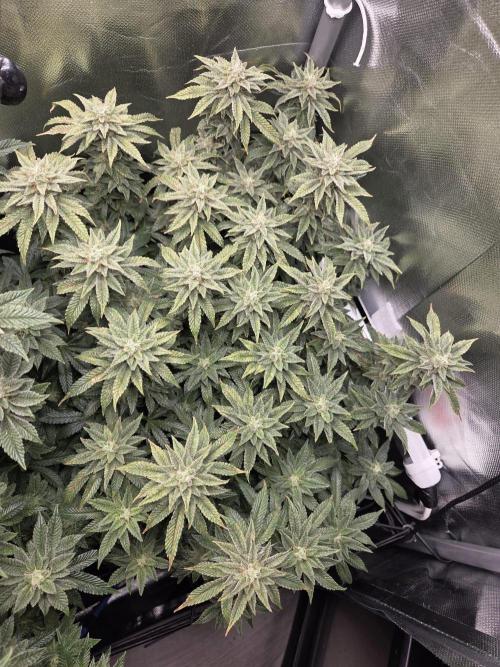 Grounded Genetics im Sumpf. Week 17 - Pink Chai 