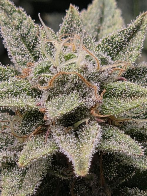 Grounded Genetics im Sumpf. Week 17 - Pink Chai 