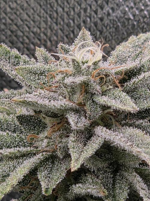 Grounded Genetics im Sumpf. Week 17 - Pink Chai 
