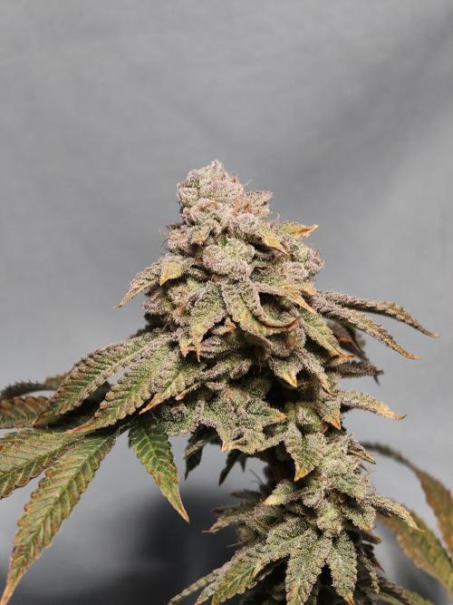 Grounded Genetics im Sumpf. Week 17