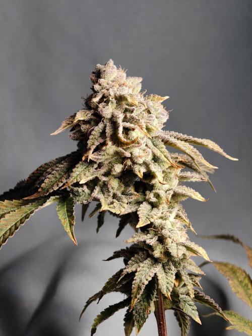 Grounded Genetics im Sumpf. Week 17