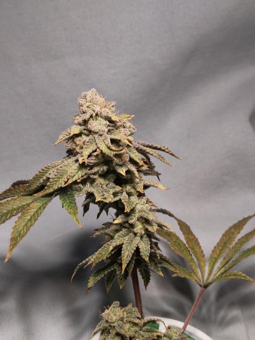 Grounded Genetics im Sumpf. Week 17