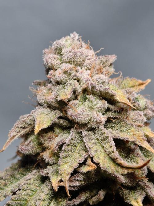 Grounded Genetics im Sumpf. Week 17