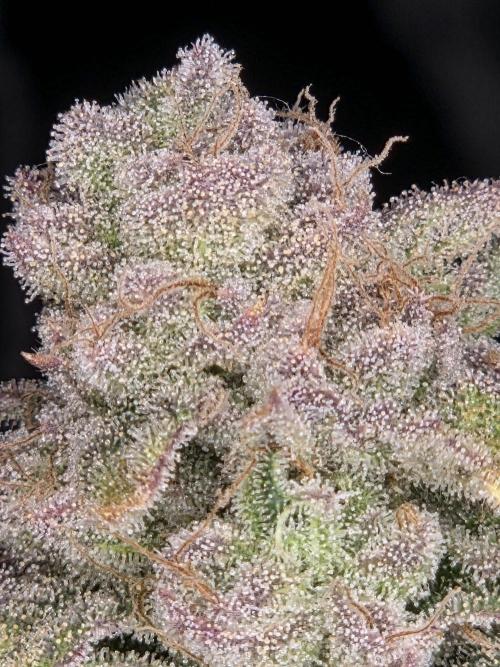 Grounded Genetics im Sumpf. Week 17