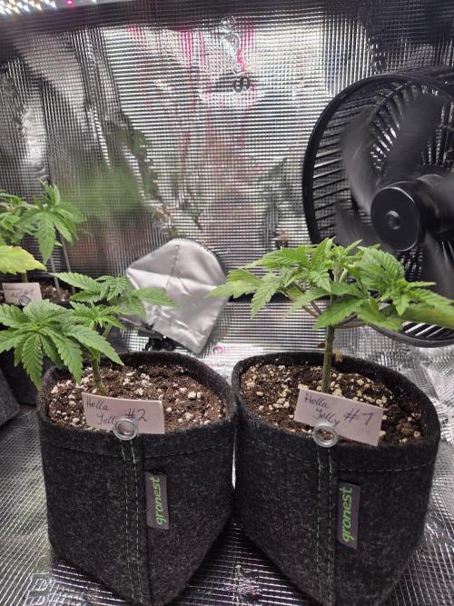 Humboldt Specials. Week 1