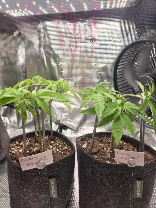 Humboldt Specials. Week 1