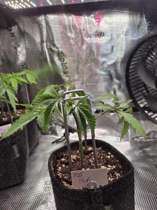 Humboldt Specials. Week 1