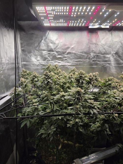 Grounded Genetics im Sumpf. Week 18 - Sour BLucci