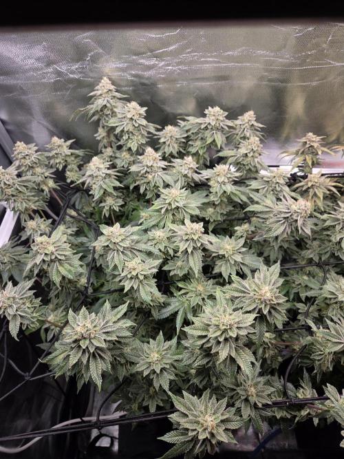 Grounded Genetics im Sumpf. Week 18 - Sour BLucci