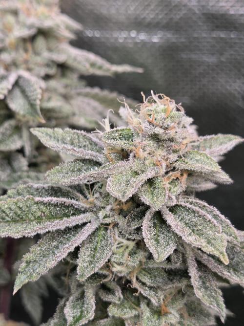 Grounded Genetics im Sumpf. Week 18 - Sour BLucci