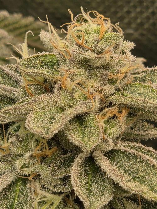 Grounded Genetics im Sumpf. Week 18 - Sour BLucci