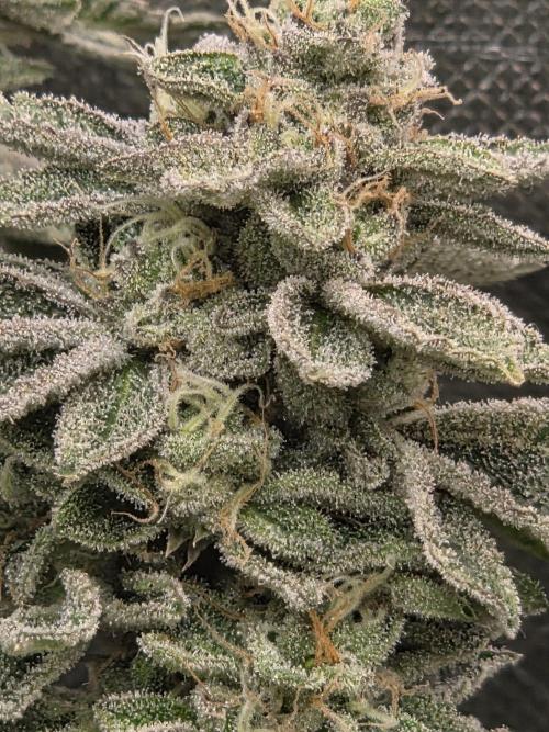 Grounded Genetics im Sumpf. Week 18 - Sour BLucci