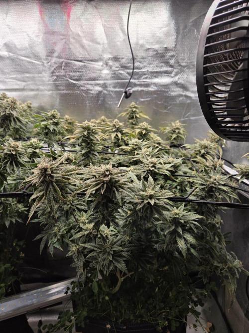 Grounded Genetics im Sumpf. Week 18 - Pink Chai