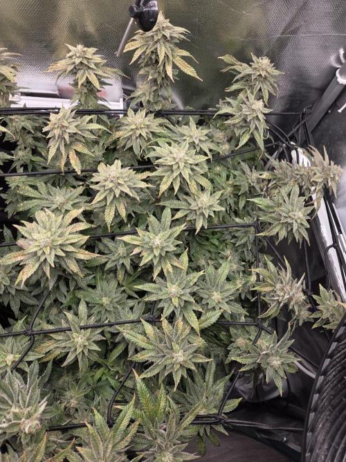 Grounded Genetics im Sumpf. Week 18 - Pink Chai