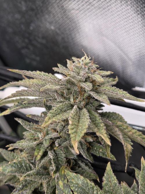 Grounded Genetics im Sumpf. Week 18 - Pink Chai