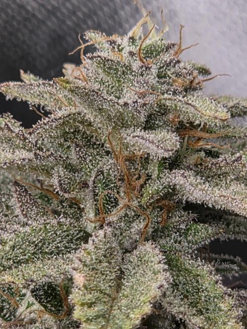Grounded Genetics im Sumpf. Week 18 - Pink Chai