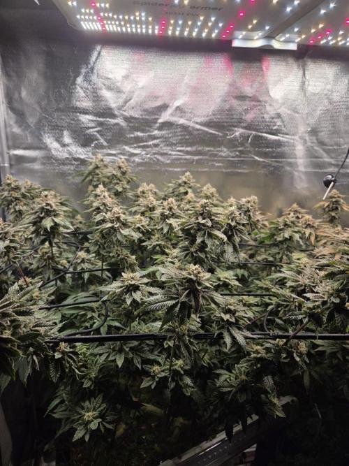 Grounded Genetics im Sumpf. Week 19 - Sour Blucci