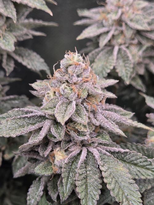 Grounded Genetics im Sumpf. Week 19 - Sour Blucci