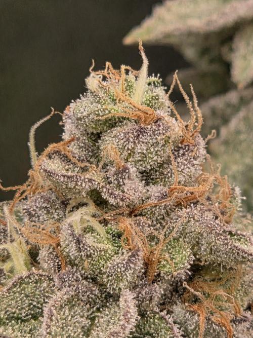 Grounded Genetics im Sumpf. Week 19 - Sour BLucci