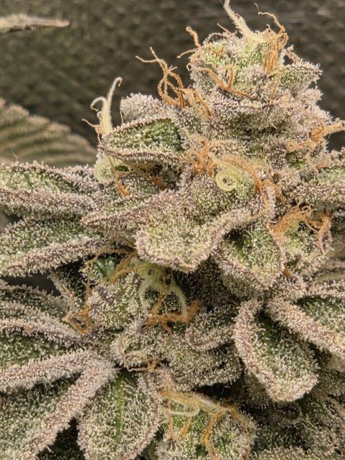 Grounded Genetics im Sumpf. Week 19 - Sour Blucci