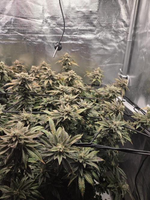 Grounded Genetics im Sumpf. Week 19 - Pink Chai