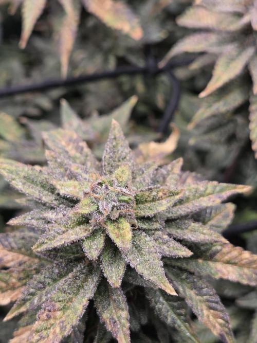 Grounded Genetics im Sumpf. Week 19 - Pink Chai