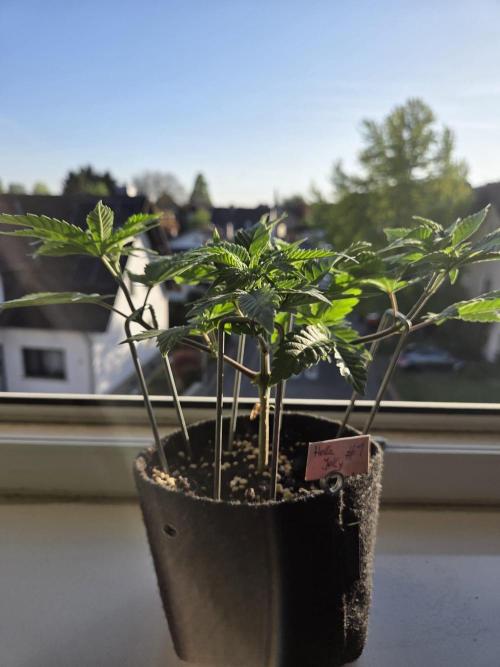 Humboldt Specials. Week 3 - Hella Jelly