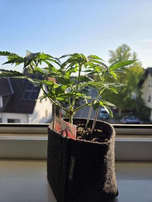 Humboldt Specials. Week 3 - Hella Jelly
