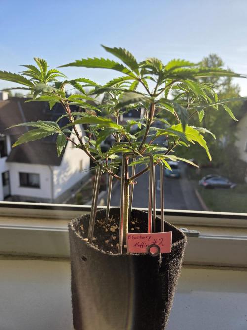 Humboldt Specials. Week 3 - Blueberry Muffin