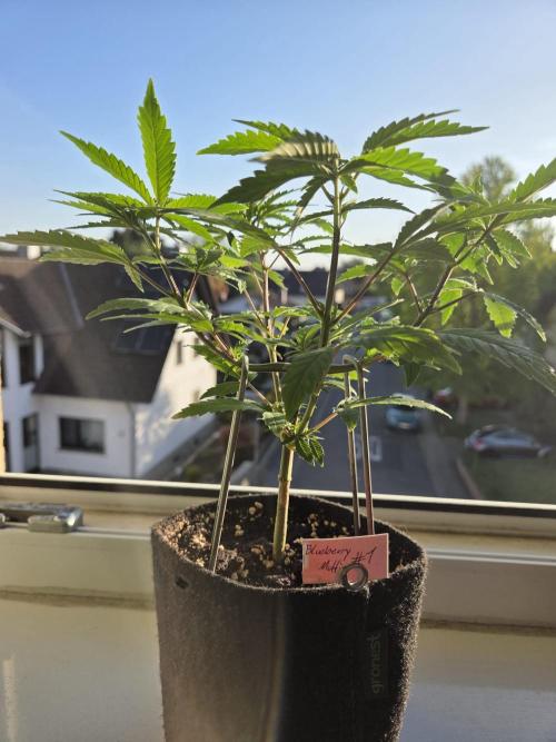 Humboldt Specials. Week 3 - Blueberry Muffin