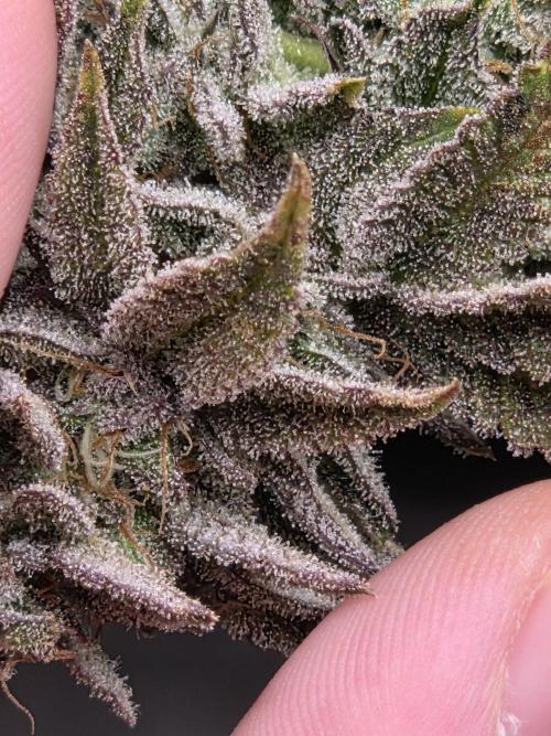 Grounded Genetics im Sumpf. Week 19