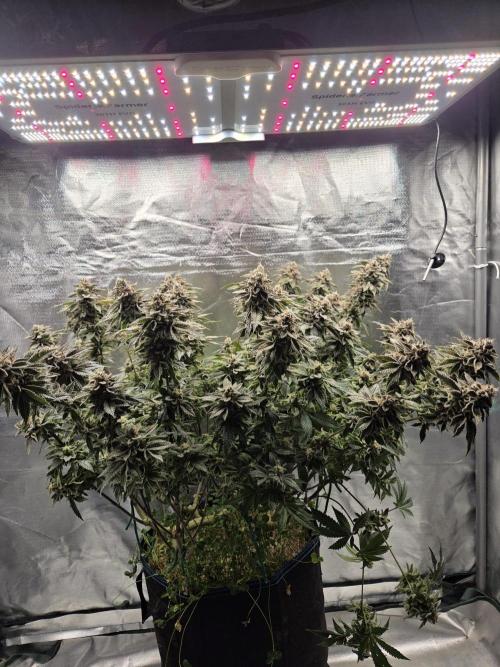 Grounded Genetics im Sumpf. Week 20