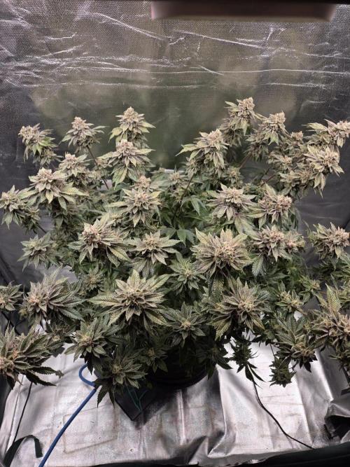 Grounded Genetics im Sumpf. Week 20