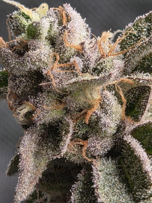 Grounded Genetics im Sumpf. Week 20